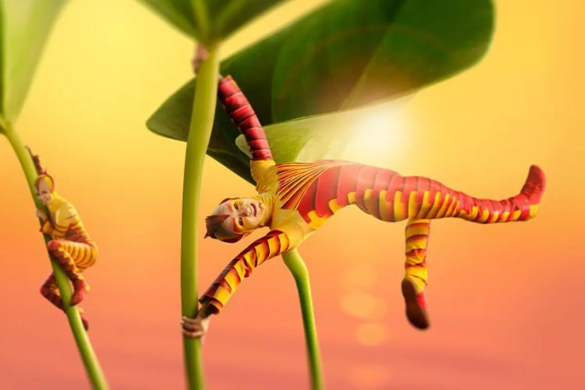 Ovo - Cirque Du Soleil